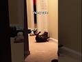 My Cat vs Your Cat