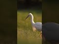 Little Egret hunting for worms