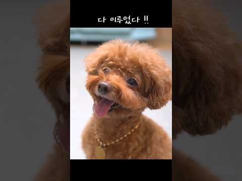 <strong>단감</strong> 장수 아부지와 호랑이 푸들 ㅋㅋㅋㅋ 안 줄 수가 엄따~ㅎㅎ