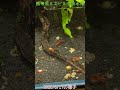 【アクアリウム水景】2026/6/17の熱帯魚＆エビ＆金魚【ワダッシュ】