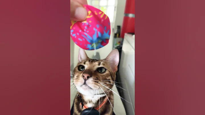 Watch the video about Cat is jumping over chair to catch the ball for ****