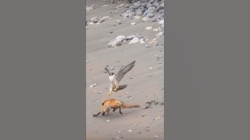 #egzonibrahimi #سورة_الإخلاص #ikhlas #shortvideo #nature