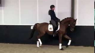 Kallini - dutch dressage horse from holland for sale