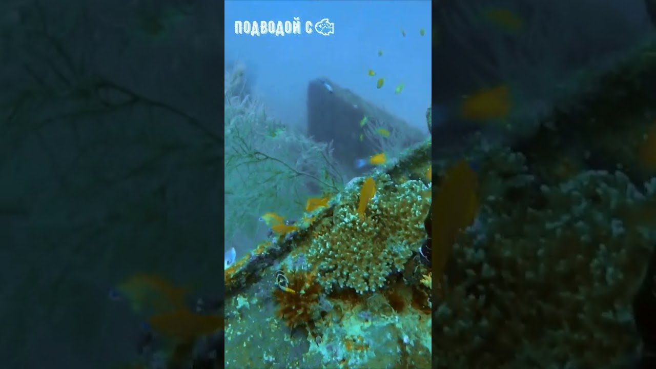 Шустрый чернополосый иглобрюх и яркие рыбки на рэке Куда Гири  