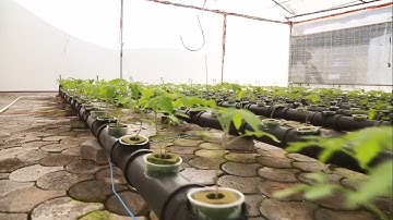 Invernadero inteligente y sostenible