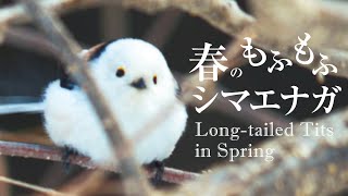 Chasing the Fluffy Japanese Longtailed Tit in Spring