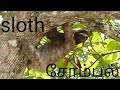 sloth in tamil / sombalgal patri tamizhil...
