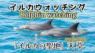 イルカウォッチング】【天草】【Dolphin】 - YouTube