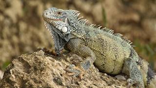 What Does Dreaming About Iguanas Mean? - Dream Meaning Of An Iguana