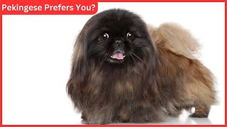 8 Signs You Are a Pekingese's Favorite Person