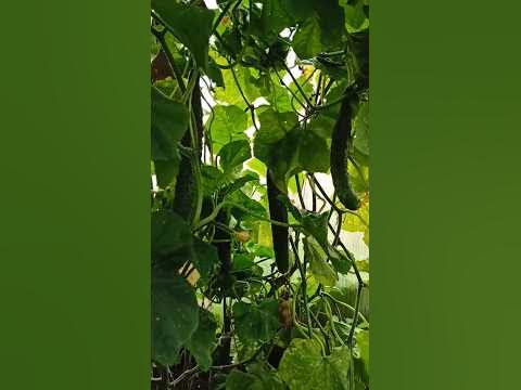 Изумрудный поток огурцов радует плодами с середины мая по сей день # ...