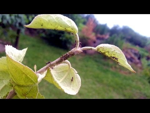 Муравьи разводят тлю, как с ними бороться?!