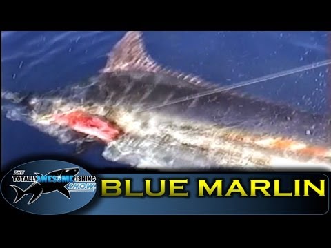 Blue Marlin - Ep.6 - Out of the Blue - Vintage Series - Totally Awesome  Fishing 