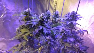 Week 9 Flower - Advanced nutrients Coco Connoisseur