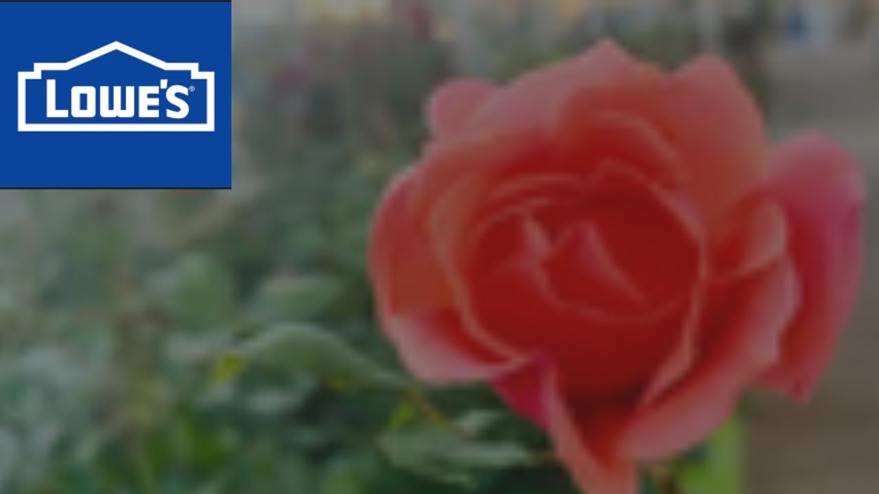 Lowes garden inventory 2023. YouTube