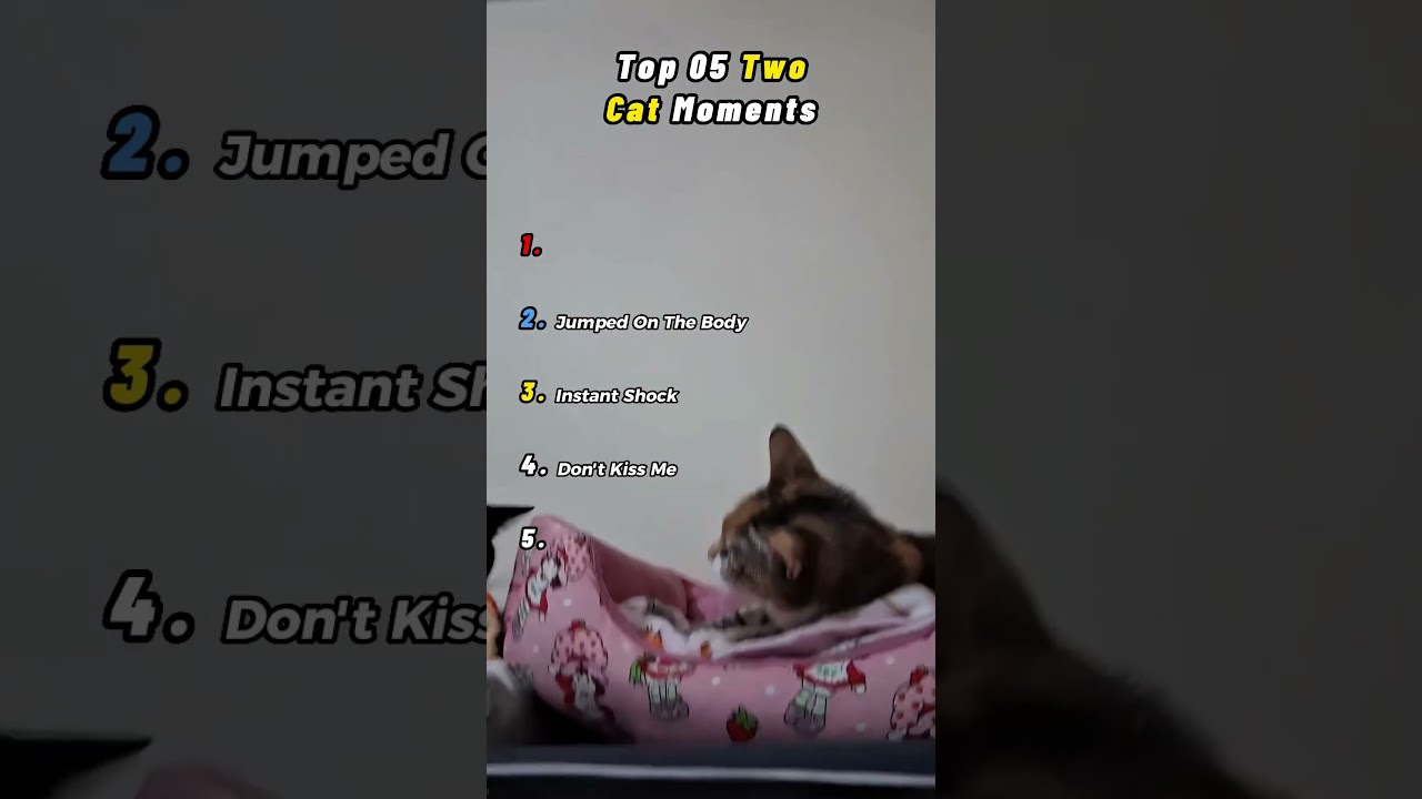 Funny Cat Moments Compilation Pt. 11😂 #viral #shorts