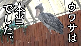 【 朗報 】飼育員さんたまに来るって噂は本当でした。【春のふたば9】spring futaba9 Futaba,the Shoebill　掛川花鳥園ハシビロコウふたば  2023年3月