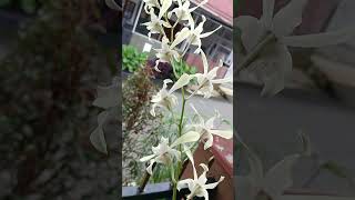 caesar white , anggrek rawatannku sdh 2 thn #floristsiantar #anggrekdendrobium