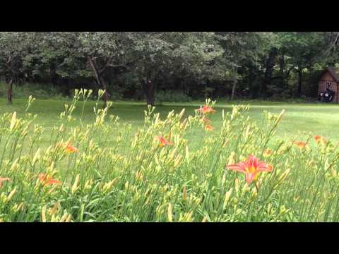 Scarcely Perceptible Dragonflies