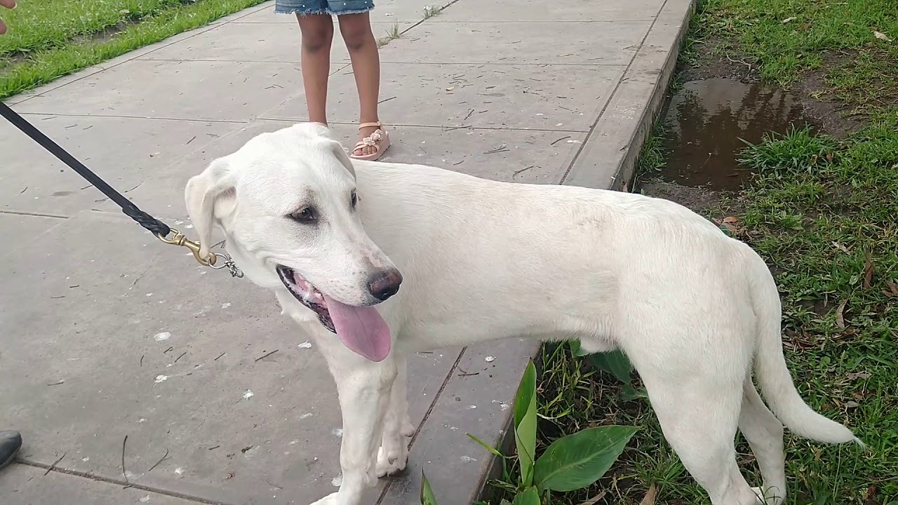 Como corregir a un perro agresivo. Parte 2