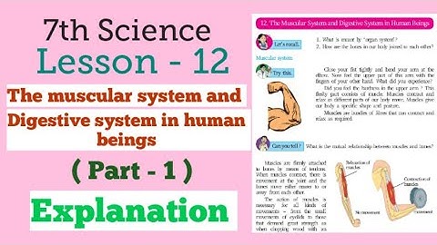 Class 7 science lesson 12 The Muscular System and Digestive System in Human Beings Explanation.part1