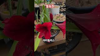 #아마릴리스#레드라이언#엘농원 #김태연 #내가꽃이다