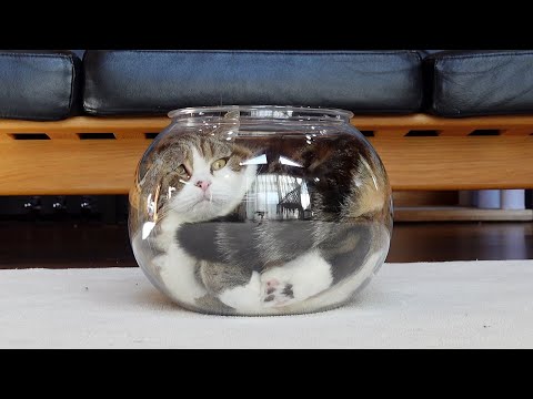 ついに”猫は液体”を完全に証明してしまったねこ。-Maru finally completely proved that cats are liquid.-