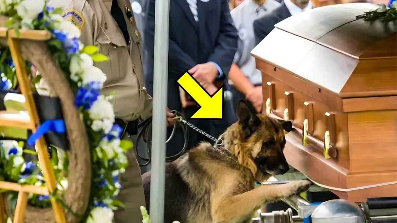 This Dog Came to His Owner's Funeral. What Happened Next Made Everyone Cry! - YouTube