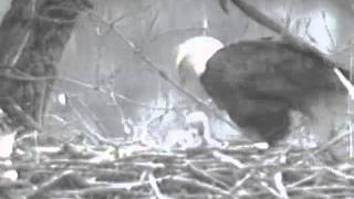 Decorah Eagles, 2013-04-13, 7.15am, Fast motion feeding to show tree movement in the wind