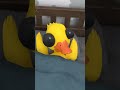 Where S The Phone ЁЯШ ЁЯШн Meme Babyduck Funny Where S The Phone ЁЯШ ЁЯШн Meme Babyduck Funny