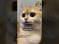 demik animal p1# demik animal#lucungakak #subscribe #foryou