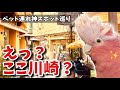 えっ、ここ日本？川崎のイタリアが神スポットすぎた！ペンギンとの衝撃の出会いも😂【おしゃべりモモイロインコの春ちゃん】