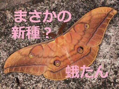 閲覧注意 ヤママユガ科 マドガ科 異国からの新種 Youtube 閲覧注意 ヤママユガ科 マドガ科 異国からの新種 Youtube