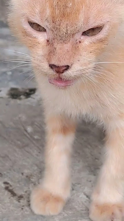 Suara anak kucing marah / suara kucing marah