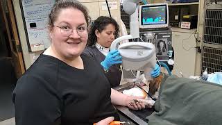 Penn Foster Externship 1 Skill 19 Canine Nail Trim