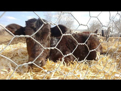 cow kiss challenge ... Horses, Donkeys & Katrin 2019