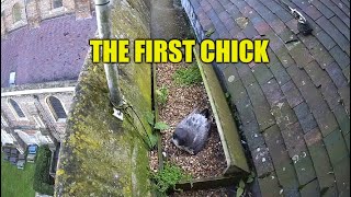 The St Albans Cathedral Peregrine Falcons - The First Chick