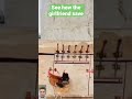 The best lovebirds ever 😃😃❤️ #shortvideo #foryou #viral #shorts