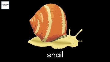 Parts of the Snail - Montessori Zoology Presentation