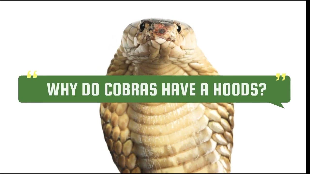 WHY DO COBRAS HAVE A HOODS?|SHORT EXPLANATION - YouTube