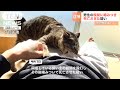 【速報】猫に股間を噛まれた男性が死亡...