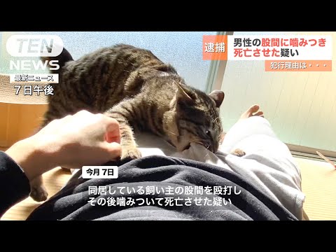 【速報】猫に股間を噛まれた男性が死亡...