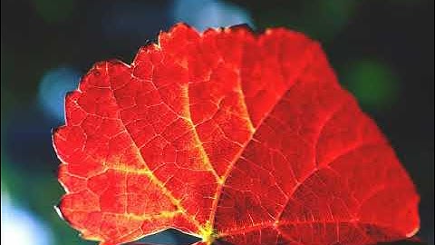 سورة الرحمن بصوت القارئ حسام محمد الأجاوي