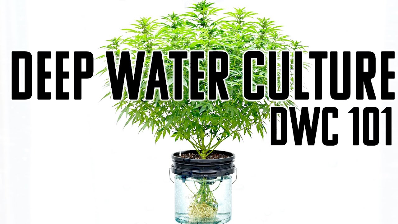 I Show You How To Build, Fill, And Setup A DWC / Deep Water Culture Hydroponic Garden Easily