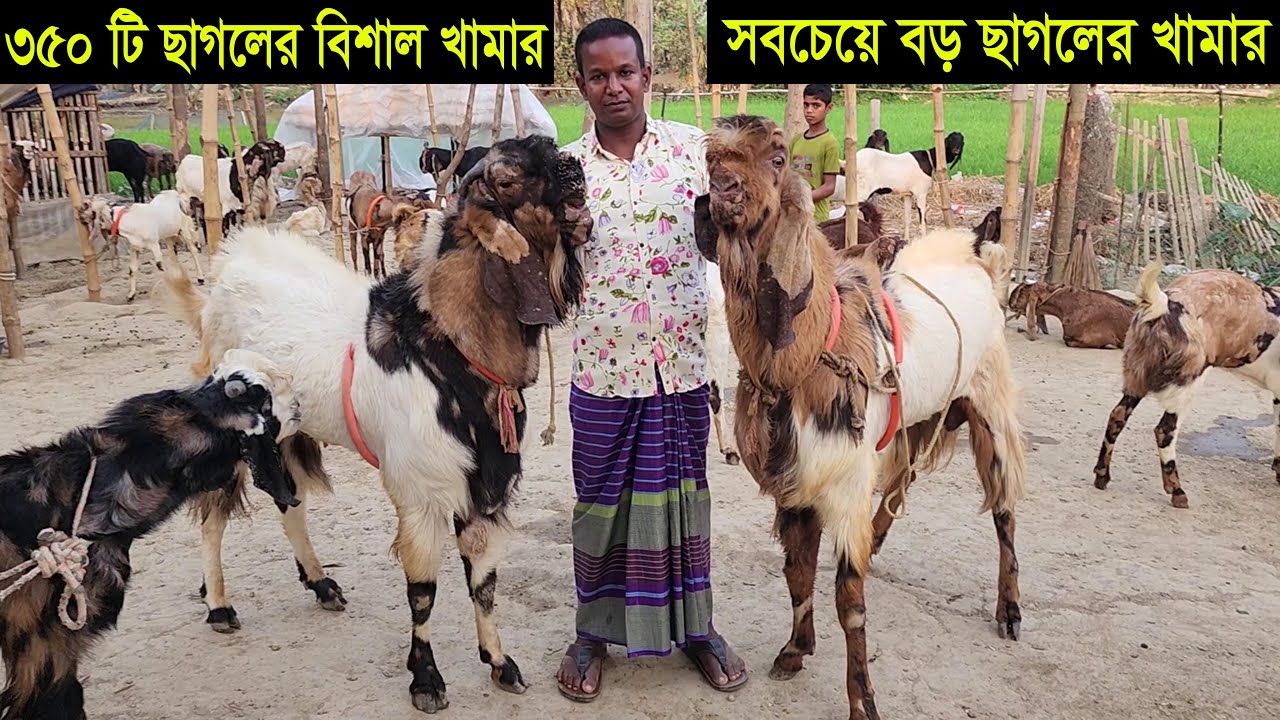 বাংলাদেশের সবচেয়ে বড় ছাগলের খামার। ছাগল পালন ও বিক্রি করে কোটিপতি নাটোরের আনোয়ার ভাই  goat price