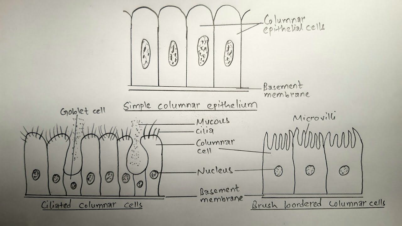 Simple Columnar Epithelium Drawing Pencil Drawingsketch | The Best Porn ...