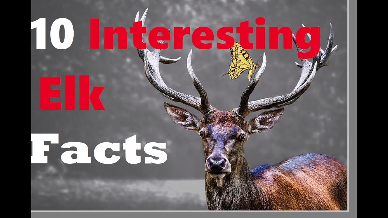 10 Interesting  Facts  about Elks