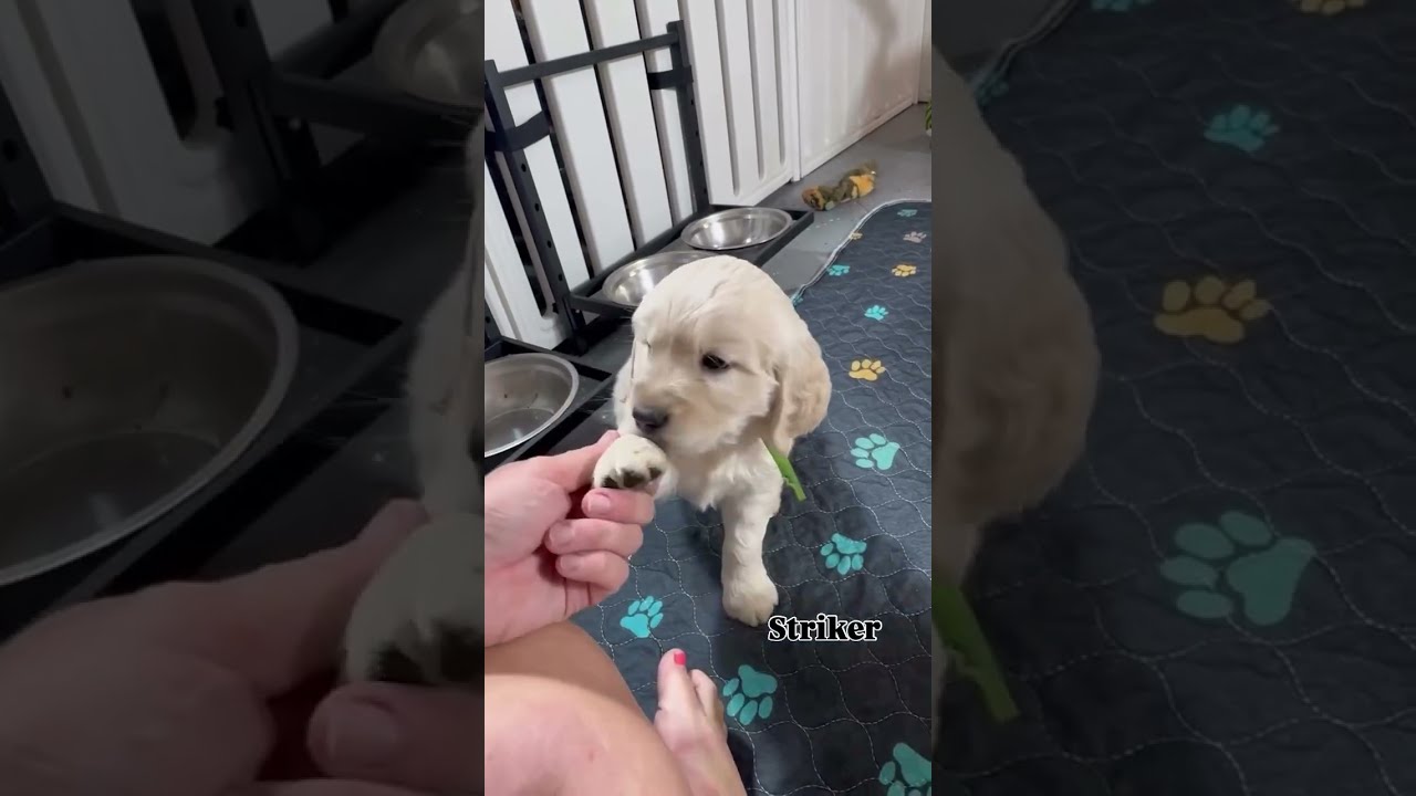  Look At These Little Cuties Meet Striker The First Adventurous Pup From Our Land Of