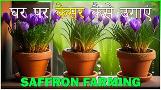 घर बैठे छोटी जगह में केसर की खेत से लाखों कमाएं | Vertical Saffron Farming | Kesar ki kheti