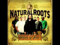 Natural Roots - New Tree